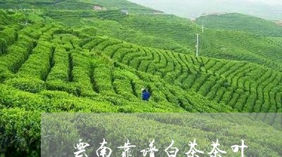 云南靠谱白茶茶叶/2023061424615