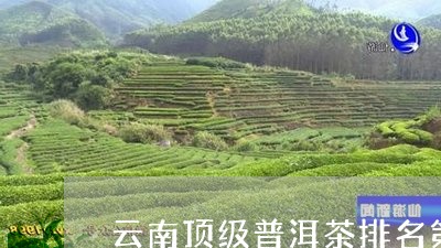 云南顶级普洱茶排名第一/2023082889933