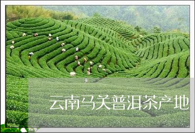 云南马关普洱茶产地/2023082848362