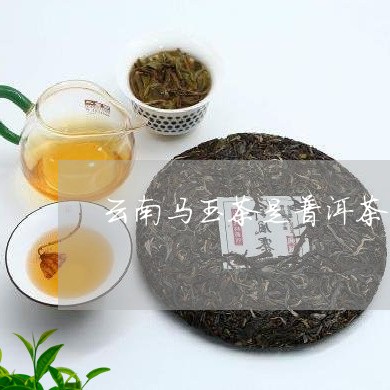 云南马玉茶是普洱茶吗/2023062392817