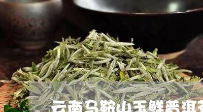 云南马鞍山玉鲜普洱茶/2023062014149