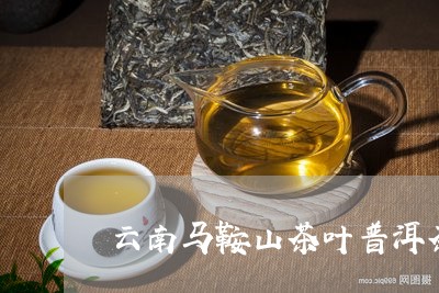 云南马鞍山茶叶普洱茶/2023092830502