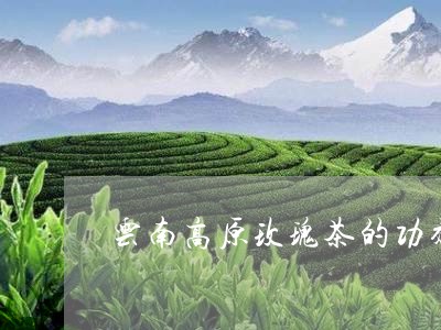 云南高原玫瑰茶的功效/2023071624058