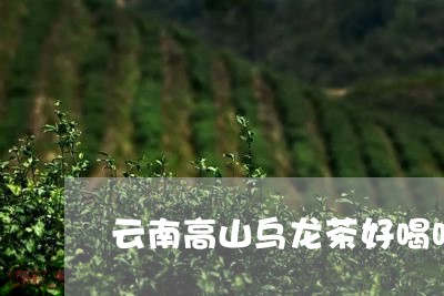 云南高山乌龙茶好喝吗/2023061073837