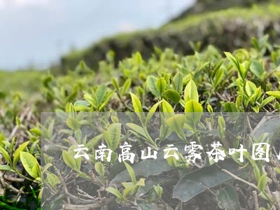 云南高山云雾茶叶图片/2023092223838