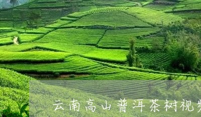 云南高山普洱茶树视频/2023092586169