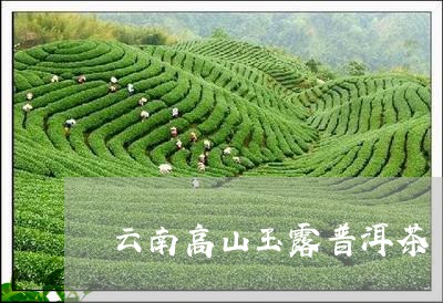 云南高山玉露普洱茶/2023120459392