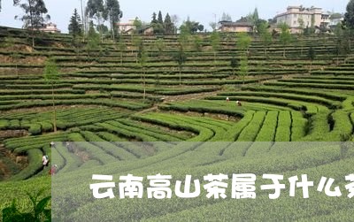 云南高山茶属于什么茶/2023071607150