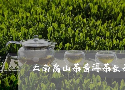 云南高山茶普洱茶生茶/2023080287269