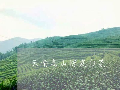 云南高山陈皮白茶/2023111501825