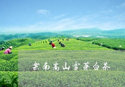 云南高山雪芽白茶/2023061419472