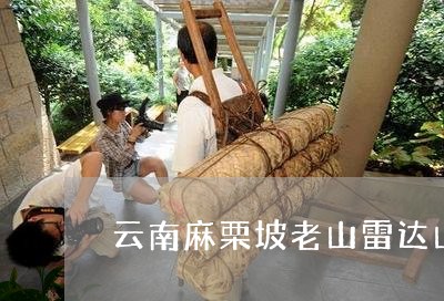 云南麻栗坡老山雷达山普洱茶价格/2023060260604