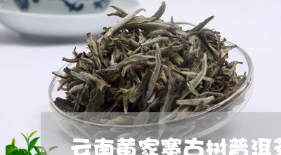 云南黄家寨古树普洱茶价格表/2023052828360