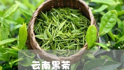 云南黑茶/2023090110583