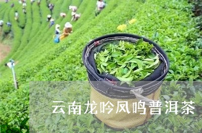 云南龙吟凤鸣普洱茶/2023120582603