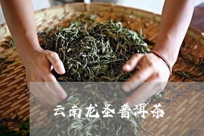 云南龙圣普洱茶/2023102648593