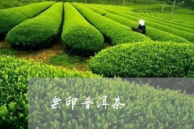 云印普洱茶/2023090624149