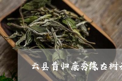 云县昔归康秀缘古树茶/2023071676150