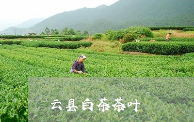 云县白茶茶叶/2023051226350