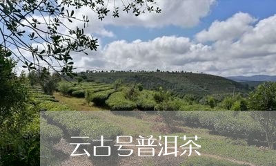 云古号普洱茶/2023042899300