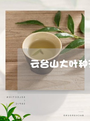 云台山大叶种茶的功效/2023060969693