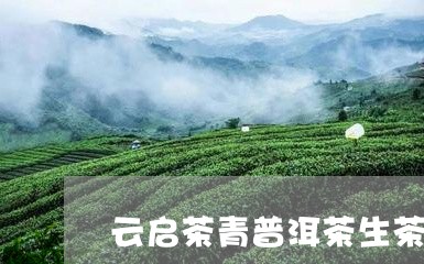 云启茶青普洱茶生茶/2023120511717