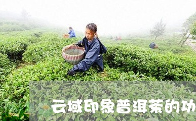 云域印象普洱茶的功郊/2023092704258