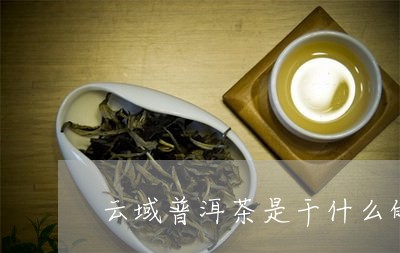 云域普洱茶是干什么的/2023061459684