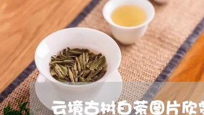 云境古树白茶图片欣赏/2023111608369