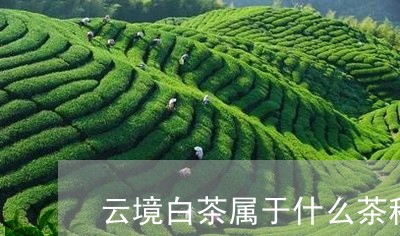 云境白茶属于什么茶种类/2023111753607