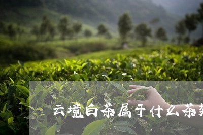 云境白茶属于什么茶类/2023092673047