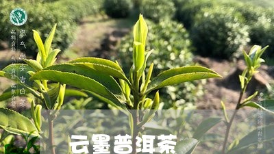 云墨普洱茶/2023102559504