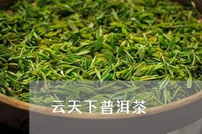 云天下普洱茶/2023042690770