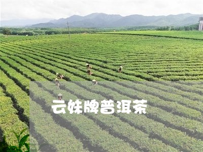 云妹牌普洱茶/2023042958424