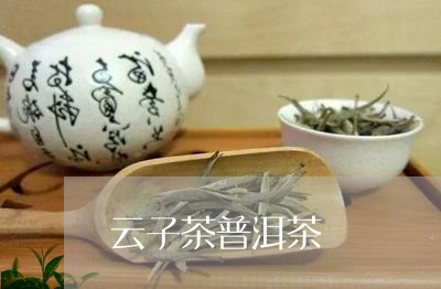 云子茶普洱茶/2023042867214