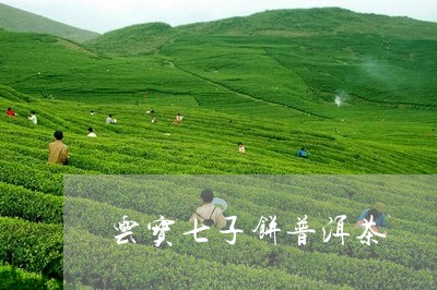 云宝七子饼普洱茶/2023081603814