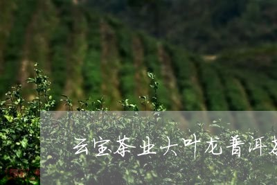 云宝茶业大叶龙普洱茶/2023092725272