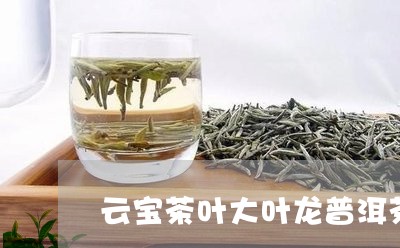 云宝茶叶大叶龙普洱茶/2023092737380