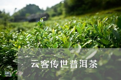 云客传世普洱茶/2023120379192