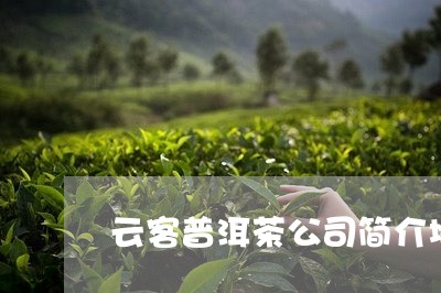 云客普洱茶公司简介地址/2023082897281