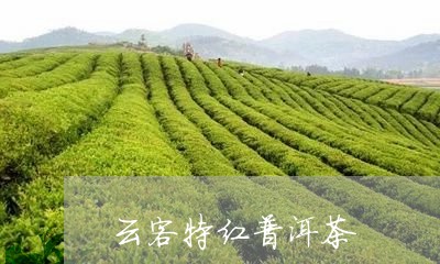 云客特红普洱茶/2023101651794