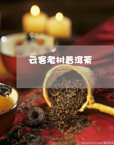 云客老树普洱茶/2023101688261