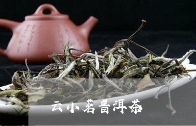 云小茗普洱茶/2023042866199