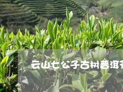 云山七公子古树普洱茶/2023061704138