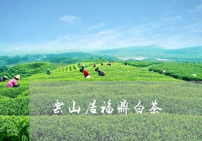 云山居福鼎白茶/2023062845150