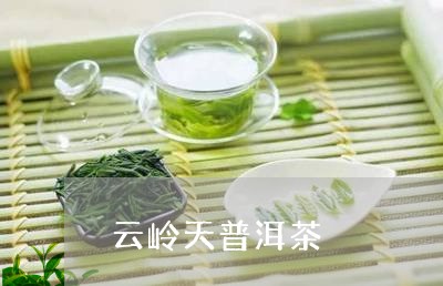 云岭天普洱茶/2023042801195