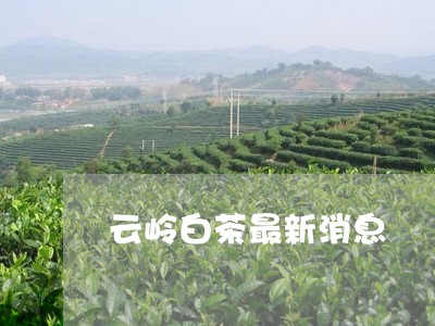 云岭白茶最新消息/2023061446362