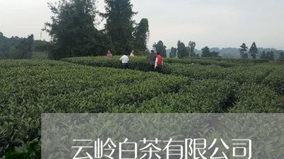 云岭白茶有限公司/2023061452059