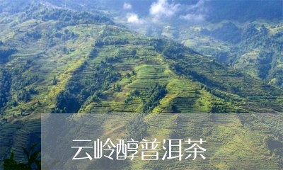 云岭醇普洱茶/2023042745682