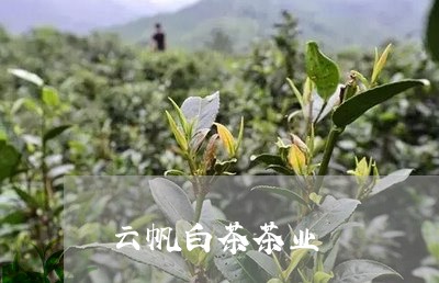 云帆白茶茶业/2023051273158